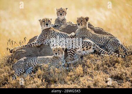 Geparden (Acinonyx jubatus) liegen zusammen, Serengeti Nationalpark, Tansania, Afrika Stockfoto