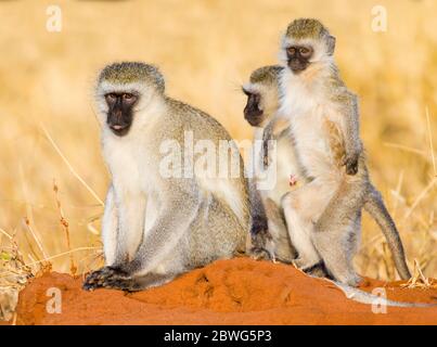 Gruppe von drei Vervet-Affen (Chlorocebus pygerythrus), Tarangire Nationalpark, Tansania, Afrika Stockfoto