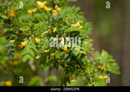 CARAGANA arborescens Sträucher oder kleine Bäume Stockfoto