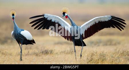 Zwei Kraniche mit grauem Kranich (Balearica regulorum), Ngorongoro Conservation Area, Tansania, Afrika Stockfoto