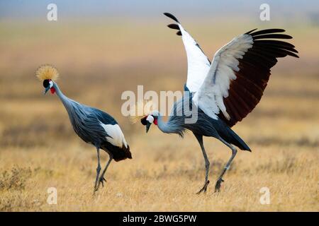 Zwei Kraniche mit grauem Kranich (Balearica regulorum), Ngorongoro Conservation Area, Tansania, Afrika Stockfoto