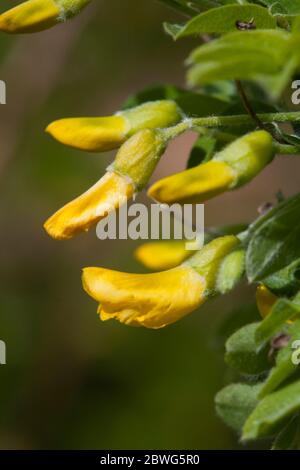 CARAGANA arborescens Sträucher oder kleine Bäume Stockfoto