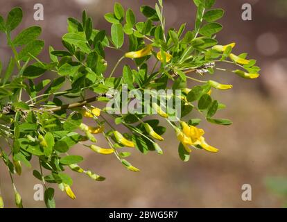 CARAGANA arborescens Sträucher oder kleine Bäume Stockfoto