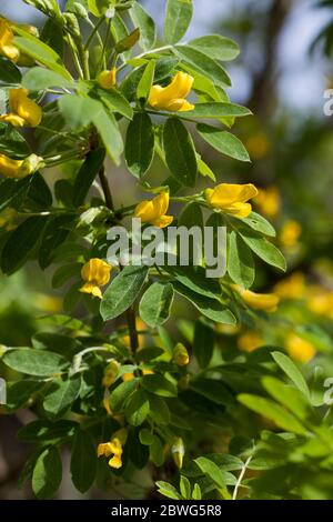 CARAGANA arborescens Sträucher oder kleine Bäume Stockfoto