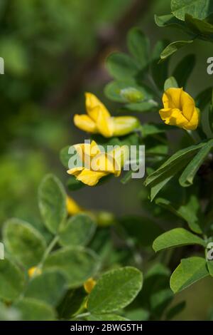 CARAGANA arborescens Sträucher oder kleine Bäume Stockfoto