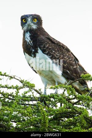 Schwarzkestennadler (Circaetus pectoralis), Ngorongoro Conservation Area, Tansania, Afrika Stockfoto