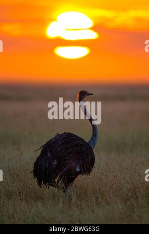 Masai ostrich (Struthio camelus massaicus) bei Sonnenuntergang, Serengeti Nationalpark, Tansania, Afrika Stockfoto