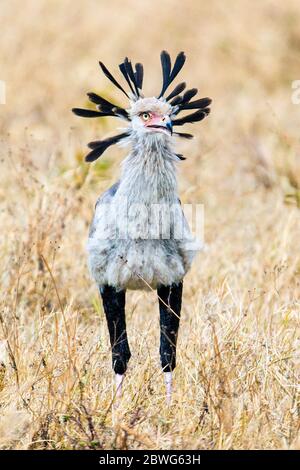 Sekretärvogel oder Sekretvogel (Schütze serpentarius), Ngorongoro Krater, Tansania, Afrika Stockfoto