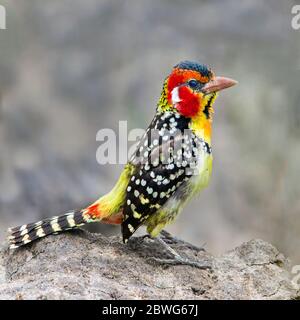 Rot-gelber Barbet (Trachyphonus erythrocephalus), Ngorongoro Conservation Area, Tansania, Afrika Stockfoto