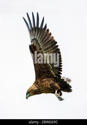 Bateleur (Terathopius ecaudatus) fliegen, Ngorongoro Conservation Area, Tansania, Afrika Stockfoto