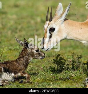 Thomsons Gazelle (Eudorcas thomsonii) Erwachsene und Kalb, Serengeti Nationalpark, Tansania, Afrika Stockfoto