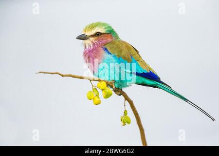 Fliederrolle (Coracias caudatus), die auf Ast, Tarangire Nationalpark, Tansania, Afrika Stockfoto