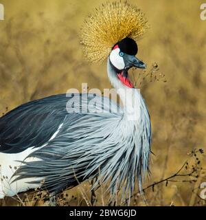 Sekretärvogel oder Sekretvogel (Schütze serpentarius), Ngorongoro Krater, Tansania, Afrika Stockfoto