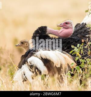 Masai ostrickes (Struthio camelus massaicus) Paarung, Tarangire Nationalpark, Tansania, Afrika Stockfoto