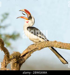 Von der Deckens Hornbill (Tockus deckeni) Fütterung während des Barschens, Tarangire Nationalpark, Tansania, Afrika Stockfoto