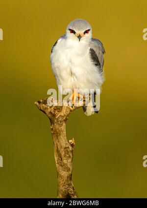 Schwarzflügeldrachen (Elanus caeruleus), Serengeti Nationalpark, Tansania, Afrika Stockfoto