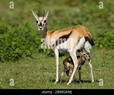 Thomsons Gazelle (Eudorcas thomsonii) mit Kalb, Serengeti Nationalpark, Tansania, Afrika Stockfoto