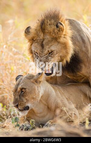 Löwen (Panthera leo) Paarung, Serengeti Nationalpark, Tansania, Afrika Stockfoto