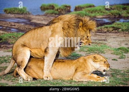 Löwen (Panthera leo) Paarung, Serengeti Nationalpark, Tansania, Afrika Stockfoto