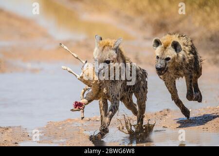 Gefleckte Hyänen (Crocuta crocuta) mit Beute, Serengeti Nationalpark, Tansania, Afrika Stockfoto