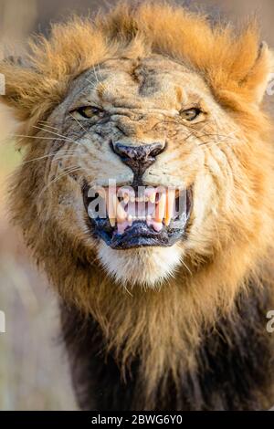 Kopfschuss des brüllenden männlichen Löwen (Panthera leo), Tarangire Nationalpark, Tansania, Afrika Stockfoto