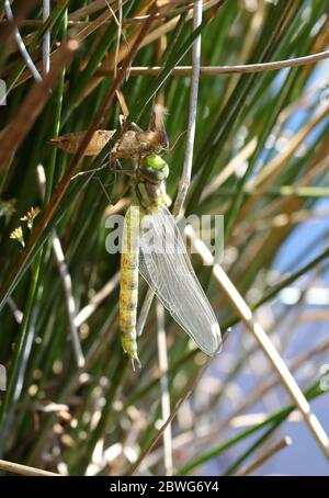 Frisch aufgetaucht Southern Hawker Stockfoto