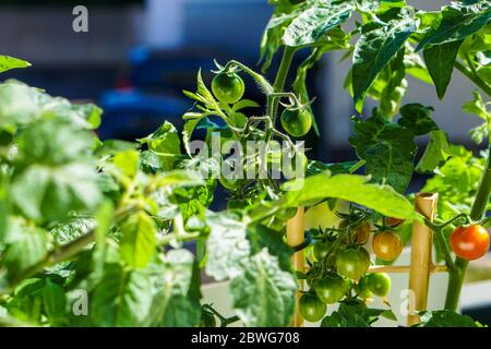 Frische Tomaten auf Balkon Garten Stockfoto