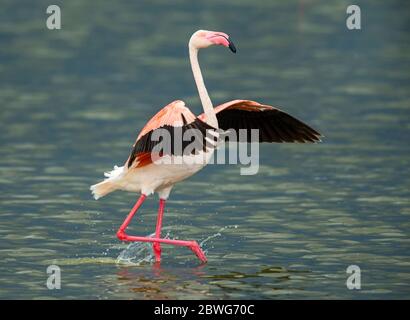 Großer Flamingo (Phoenicopterus roseus), Serengeti Nationalpark, Tansania, Afrika Stockfoto