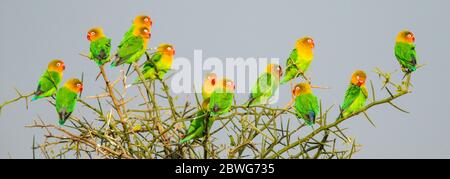 Große Gruppe von Fischern-Vögeln (Agapornis fischeri), die auf Baum rasen, Serengeti Nationalpark, Tansania, Afrika Stockfoto