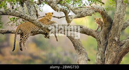 Leopard (Panthera pardus) mit Jungtier auf Baum, Serengeti Nationalpark, Tansania, Afrika Stockfoto