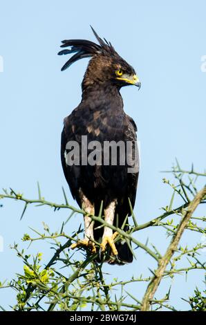 Langkämmeradler (Lophaetus occipitalis), der auf Ast steht, Ngorongoro Conservation Area, Tansania, Afrika Stockfoto