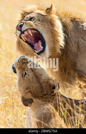 Löwe (Panthera leo) brüllt Löwin, Serengeti Nationalpark, Tansania, Afrika Stockfoto