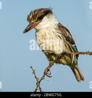 Streifeneisvogel (Halcyon chelicuti) auf Ast, Ngorongoro Conservation Area, Tansania, Afrika Stockfoto