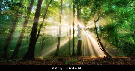 Leuchtende Sonnenstrahlen, die durch den Nebel und das grüne Laub in einer Waldlichtung, einer Panoramalandschaft, scheinen Stockfoto