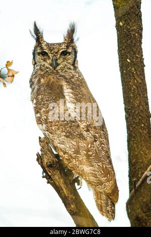 Gefleckter Eule (Bubo africanus) auf Ast, Serengeti Nationalpark, Tansania, Afrika Stockfoto