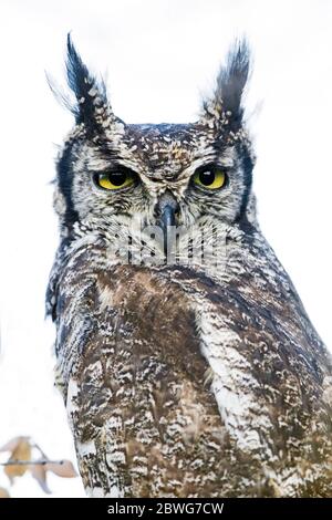 Gefleckter Eule (Bubo africanus) beim Betragen der Kamera, Serengeti Nationalpark, Tansania, Afrika Stockfoto