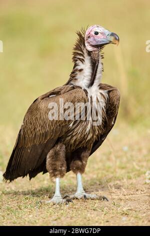 Lappentgeier oder Nubischer Geier (Torgos tracheliotos), Serengeti Nationalpark, Tansania, Afrika Stockfoto