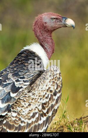 Ruppells Gänsegeier (Gyps rueppelli), Serengeti Nationalpark, Tansania, Afrika Stockfoto