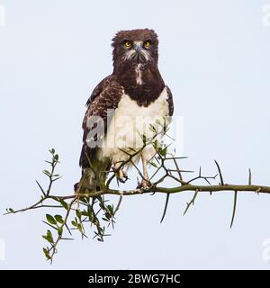 Schwarzkestennadler (Circaetus pectoralis), der auf Ast steht, Ngorongoro Conservation Area, Tansania, Afrika Stockfoto