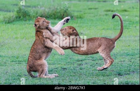 Zwei Löwinnen (Panthera leo) kämpfen, Ngorongoro Conservation Area, Tansania, Afrika Stockfoto