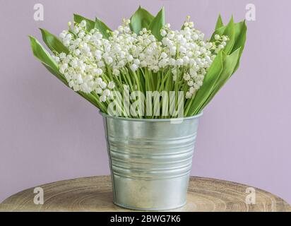 Ein großer Blumenstrauß der Maiglöckchen (Convallaria majalis), kleine weiße Glocken, in einem Eimer auf lila Hintergrund. Stockfoto