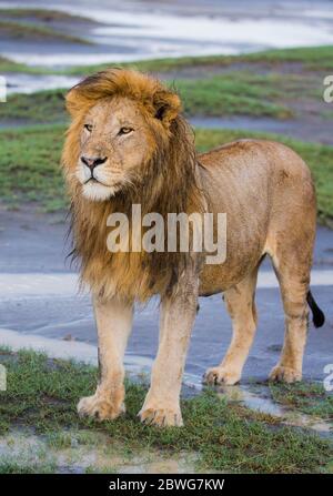 Männlicher Löwe (Panthera leo), Ngorongoro Conservation Area, Tansania, Afrika Stockfoto