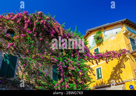 Sirmione, Italien, 11. September 2019: Kletterpflanzen mit rosarotelierten Blüten an bunten Wänden von bunten Gebäuden im historischen Stadtzentrum, blauer Himmel Hintergrund Stockfoto