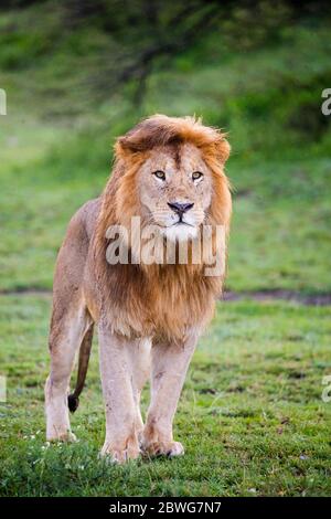 Männlicher Löwe (Panthera leo), Ngorongoro Conservation Area, Tansania, Afrika Stockfoto