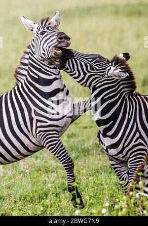 Burchells Zebras (Equus quagga burchellii) kämpfen, Serengeti Nationalpark, Tansania, Afrika Stockfoto