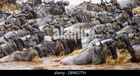 Nahaufnahme einer großen Herde von westlichem Weißbärtigen gnu (C. taurinus mearnsi), die den Fluss überquert, Serengeti Nationalpark, Tansania, Afrika Stockfoto