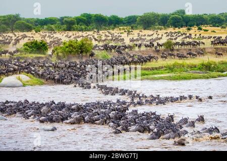 Große Herde von westlichen weißbärtigen gnu (C. taurinus mearnsi), die den Fluss überqueren, Serengeti Nationalpark, Tansania, Afrika Stockfoto