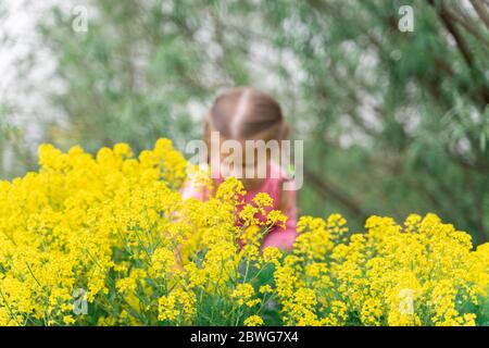 Gelbe Büsche Real Bettstroh im Vordergrund, in der Ferne ein Mädchen in Unschärfe Stockfoto