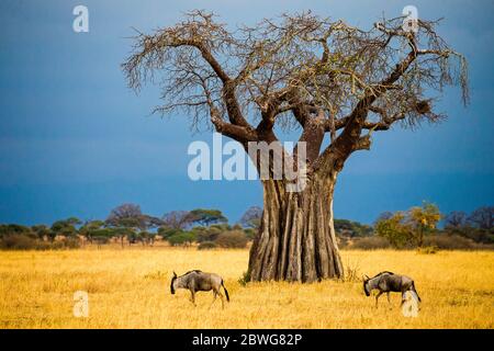 Savannenlandschaft mit majestätischem Baobab-Baum (Adansonia digitata) und gnu Antilopen, Tarangire Nationalpark, Tansania, Afrika Stockfoto