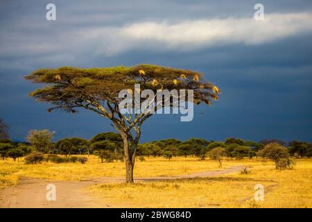 Savannah Landschaft vor Sturm mit Regenschirm Dornbaum (Acacia tortilis Unterart heteracantha) im Vordergrund, Tarangire Nationalpark, Tansania, Afrika Stockfoto